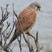 Eurasian Kestrel